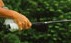 golf-g2.jpg